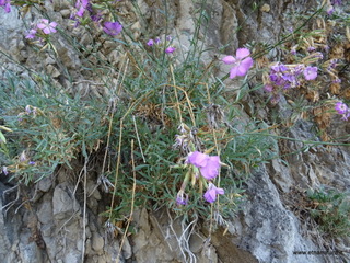 stoleone-09-08-2020 10